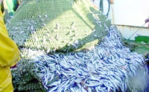 Laâyoune : Les industriels de la pêche se retirent de l'UNICOP et fondent leur propre association