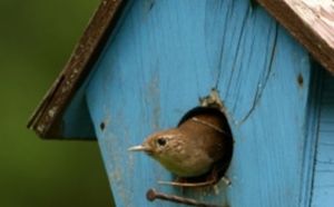 Le bruit des villes tuerait des bébés moineaux