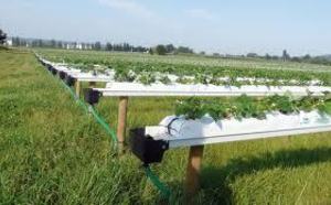 Selon l'ORMVAG Le Gharb enregistre une  production agricole satisfaisante