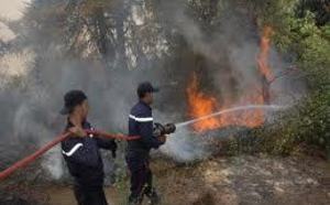 Forêt de la région de Tanger-Tétouan : Plusieurs départs de feu criminels au cours des dernières semaines
