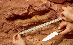 Le premier dinosaure aquatique connu au monde découvert au Maroc