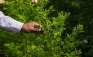 ​A Madagascar et à travers l'Afrique, la ruée controversée vers l'artemisia