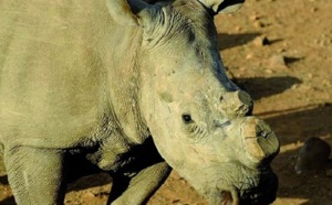 Rhinocéros braconnés en Afrique du Sud : Un nouveau record attendu en 2012