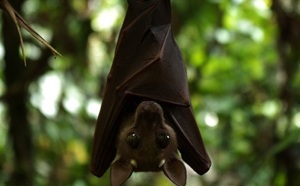 Les chauves-souris menacées par le changement climatique