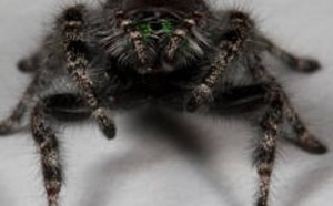 Pourquoi les araignées  ont-elles autant de paires d’yeux ?