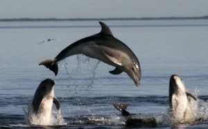 Insolite : Dauphins soldats