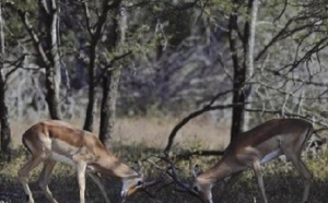 Malgré les critiques, l'Afrique du Sud veut miser sur la chasse