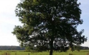 100,000 arbres abattus :  au Royaume-Uni à cause d'un champignon