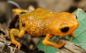 Une petite grenouille à trois doigts découverte dans le sud du Brésil