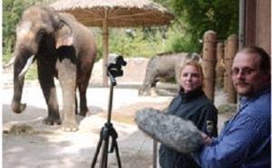 Koshik, l'éléphant d'Asie qui parle coréen