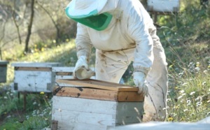 Une délégation marocaine se rendra en avril prochain à Alger : Les apiculteurs maghrébins s’organisent pour défendre leurs intérêts à l’international