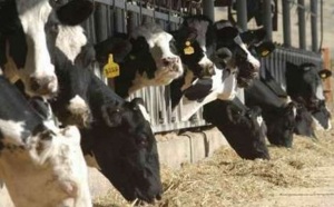 Khénifra : 137.000 quintaux d’aliments pour bétail mis à la disposition des éleveurs