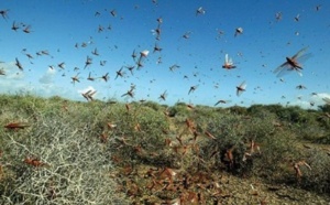 Des essaims de criquets pèlerins dans la zone frontalière avec la Mauritanie