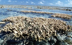 Des scientifiques trouvent les gènes de l’espoir pour le corail