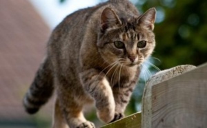 Il veut éradiquer les chats pour sauver les oiseaux