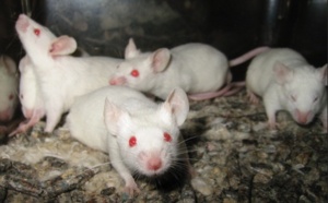 La souris ne serait pas un si bon modèle pour la recherche médicale