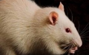 Des rats acquièrent un sixième sens grâce à un implant cérébral