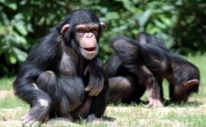 Les chimpanzés seraient-ils plus intelligents que les humains?