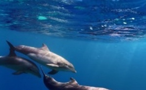 Les dauphins s’appellent-ils par leurs prénoms ?