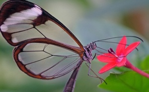 Découvrez le Greta Oto, l’incroyable papillon qui possède des ailes transparentes