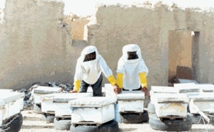 13,64 millions de DH pour le développement de l’apiculture dans la région de Doukkala