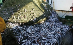 Hausse de 35% de la production nationale de la pêche côtière et artisanale