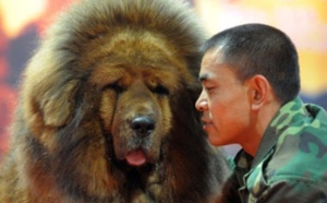 Mastiffs du Tibet, le nouveau chien de luxe chinois