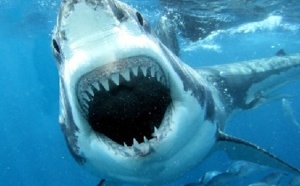 Le grand requin blanc mange beaucoup plus que ce que l’on pensait