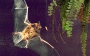 Et si des chauves-souris avaient remplacé les bombes atomiques en 1945?