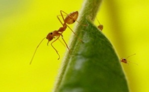 Et si les fourmis nous aidaient à prédire les séismes ?