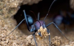 Les fourmis sont capables de prévoir les séismes