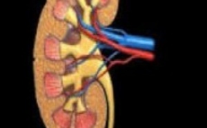 Des chercheurs recréent un rein fonctionnel en laboratoire
