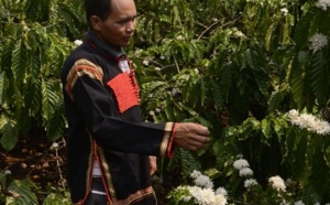 Les planteurs de café vietnamiens hi-tech à l’assaut du marché mondial