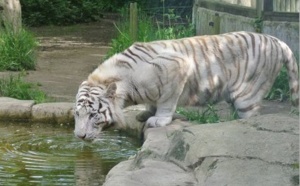 Pourquoi le rarissime tigre blanc est-il blanc ?