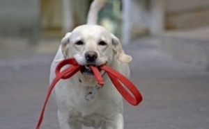 Insolite : Des biscuits pour chiens