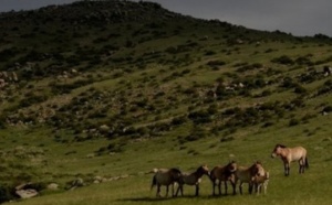 La Chine veut retrouver ses chevaux de Przewalski sauvages