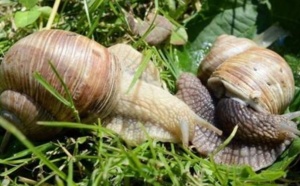 L'escargot de Pologne à la conquête des tables européennes