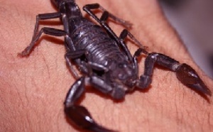 Un nourrisson piqué par un scorpion à Essaouira