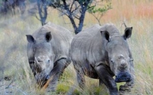 L'Afrique du Sud veut vendre les stocks de cornes de rhinocéros pour enrayer le braconnage