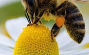 Des abeilles pour détecter les mines antipersonnel