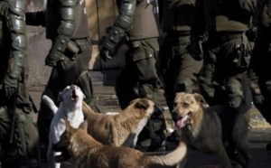 Au Chili, les chiens errants manifestent aussi