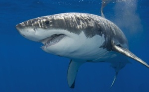 Le grand requin blanc fait le plein de lipides avant de voyager