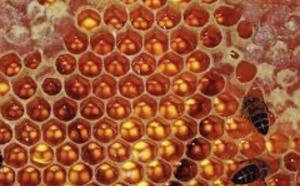 Comment les alvéoles des abeilles deviennent des hexagones