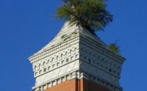 Insolite : Un arbre sur le toit du Palais de justice