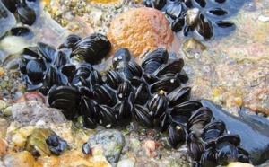 Les moules, des animaux très attachants