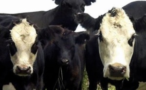 En Argentine, un stérilet pour augmenter la production de viande bovine