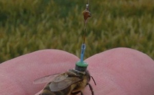 Des abeilles équipées d’antennes pour mesurer la nocivité des pesticides