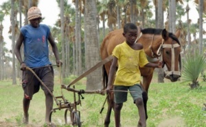 Les socles de la division en Côte d’Ivoire