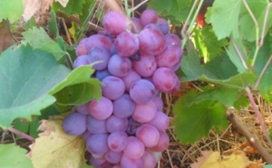 Le vignoble à l’honneur dans la province de Sidi Bennour
