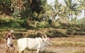 L’Inde et la reconnaissance des droits fonciers aux pauvres